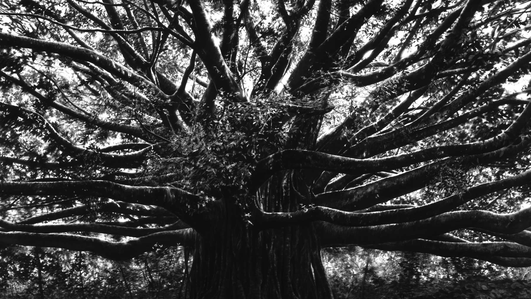 Robert Longo, Medusa (Banyan Tree, Homage to J. Mitchell and J. Pollock)