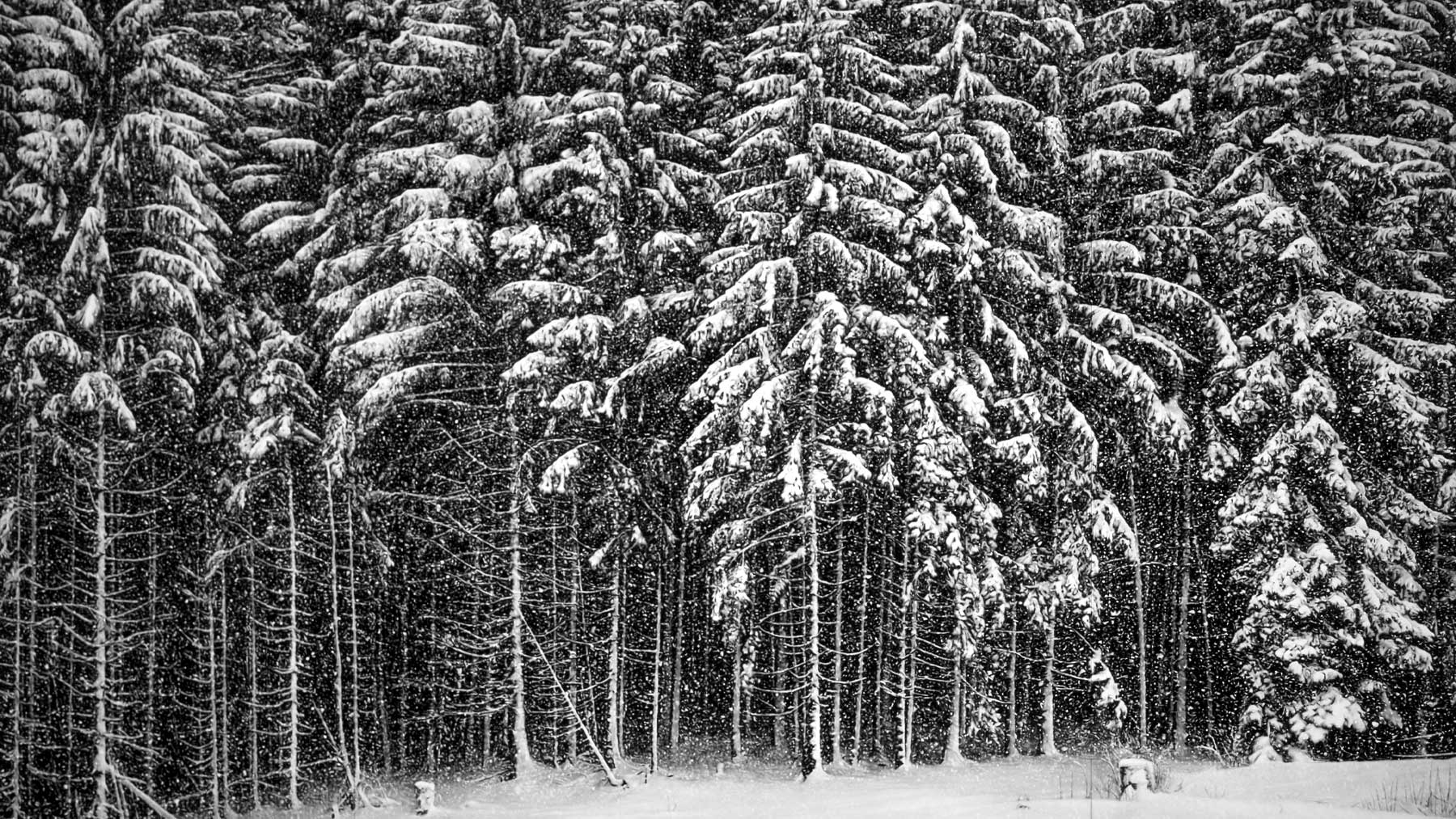 Robert Longo, Untitled (Snow Storm Forest)