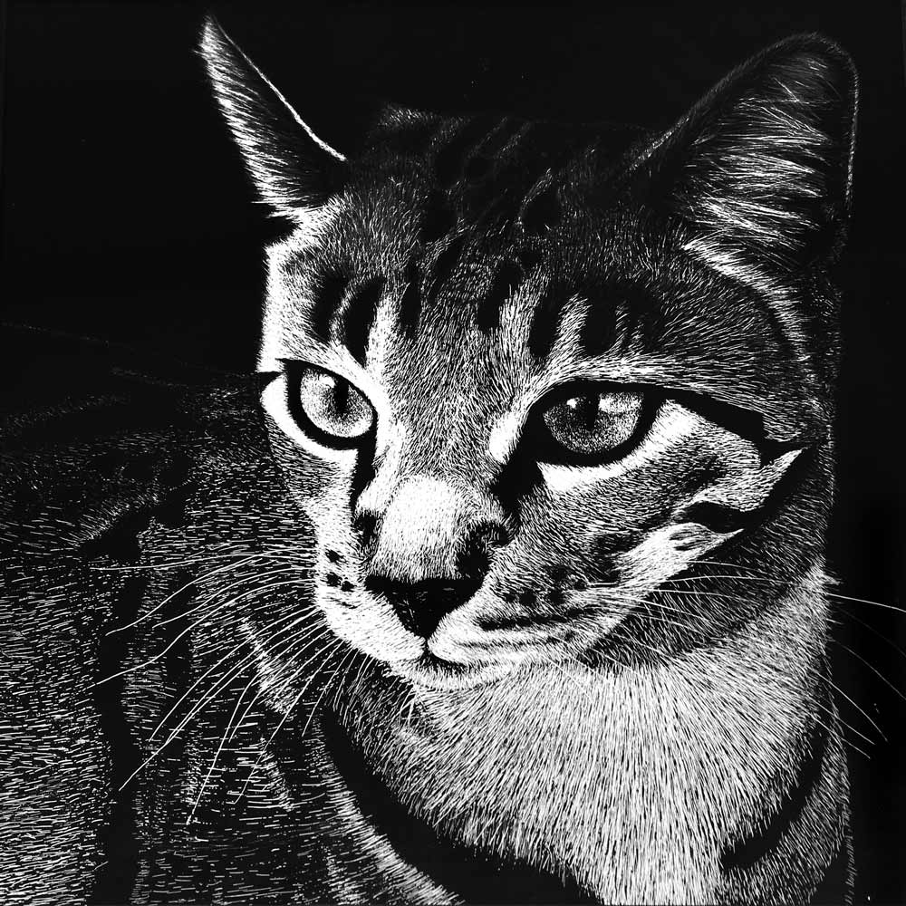 Black and white sketch of a cat