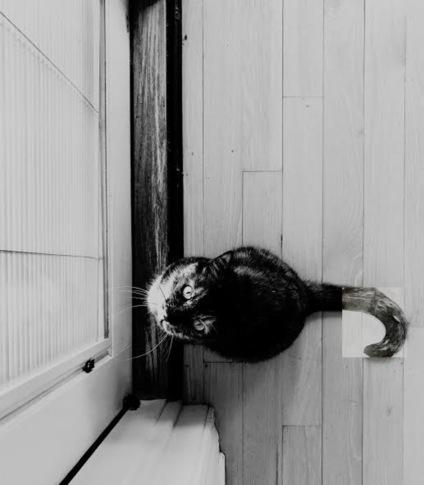 A cat looking up at the camera while in front of a door