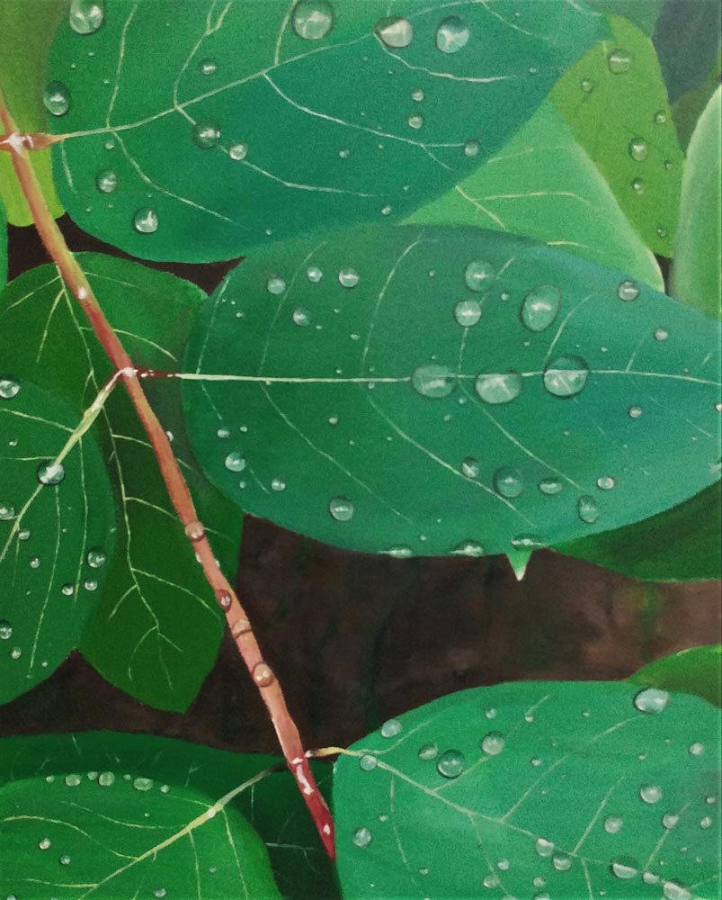 Close-up of water droplets on a branch of leaves