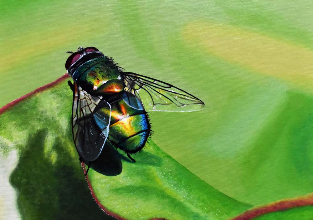 Closeup of a fly