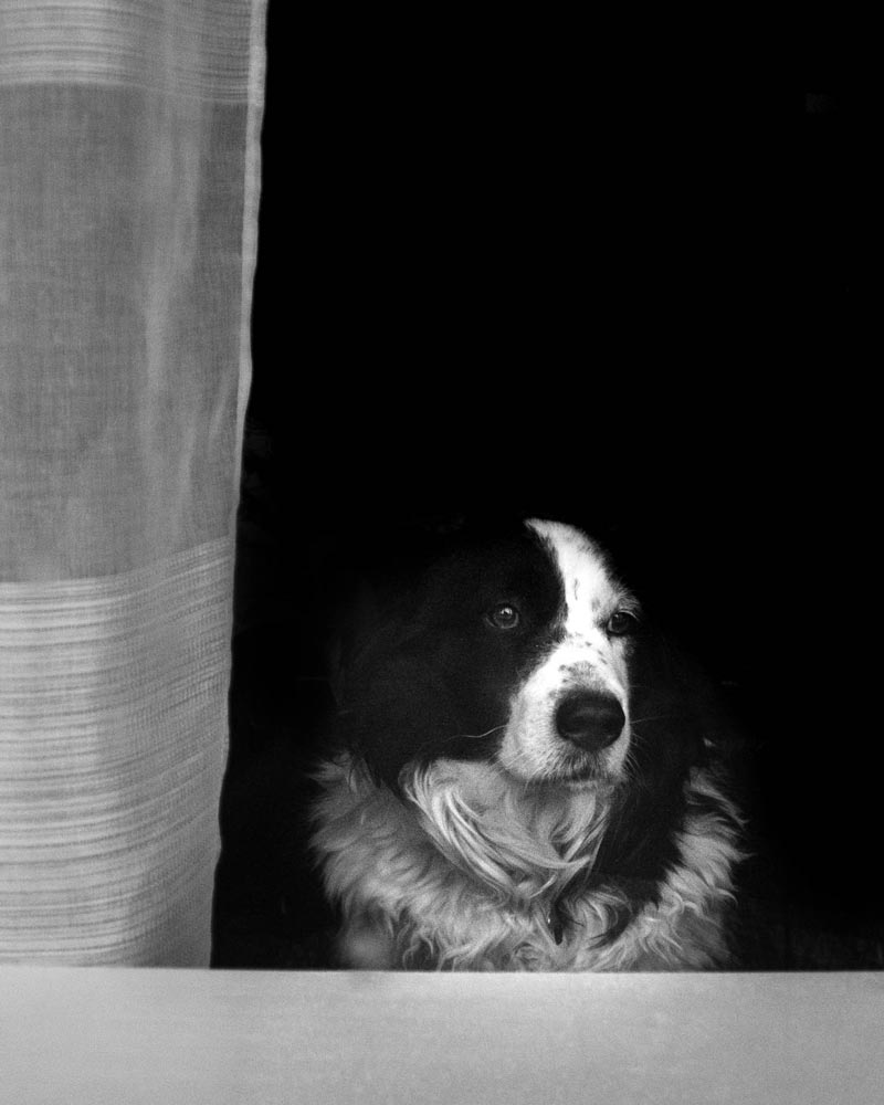 Dog looking outside of a window