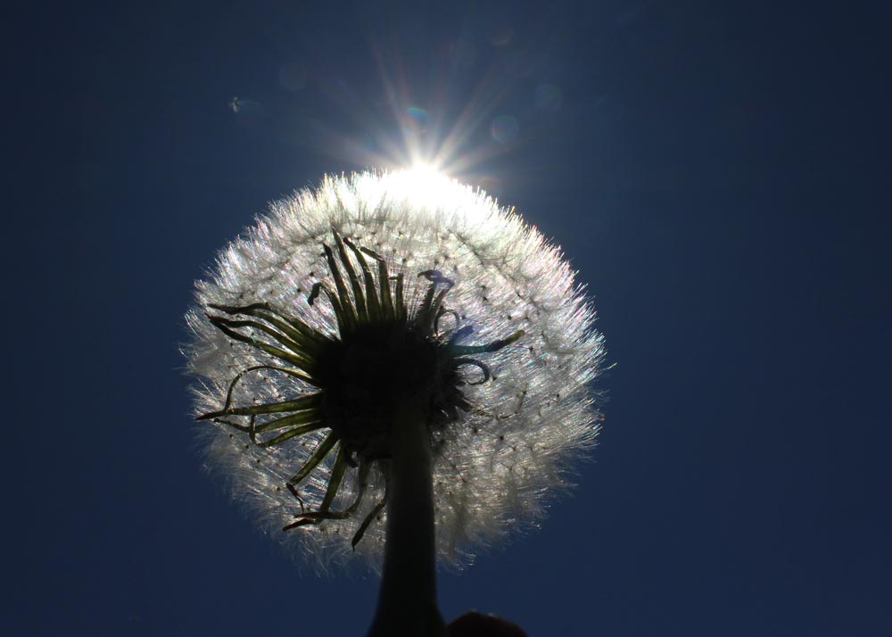View from under a dandelion looking up towards a clear blue sky with the sun behind the plant