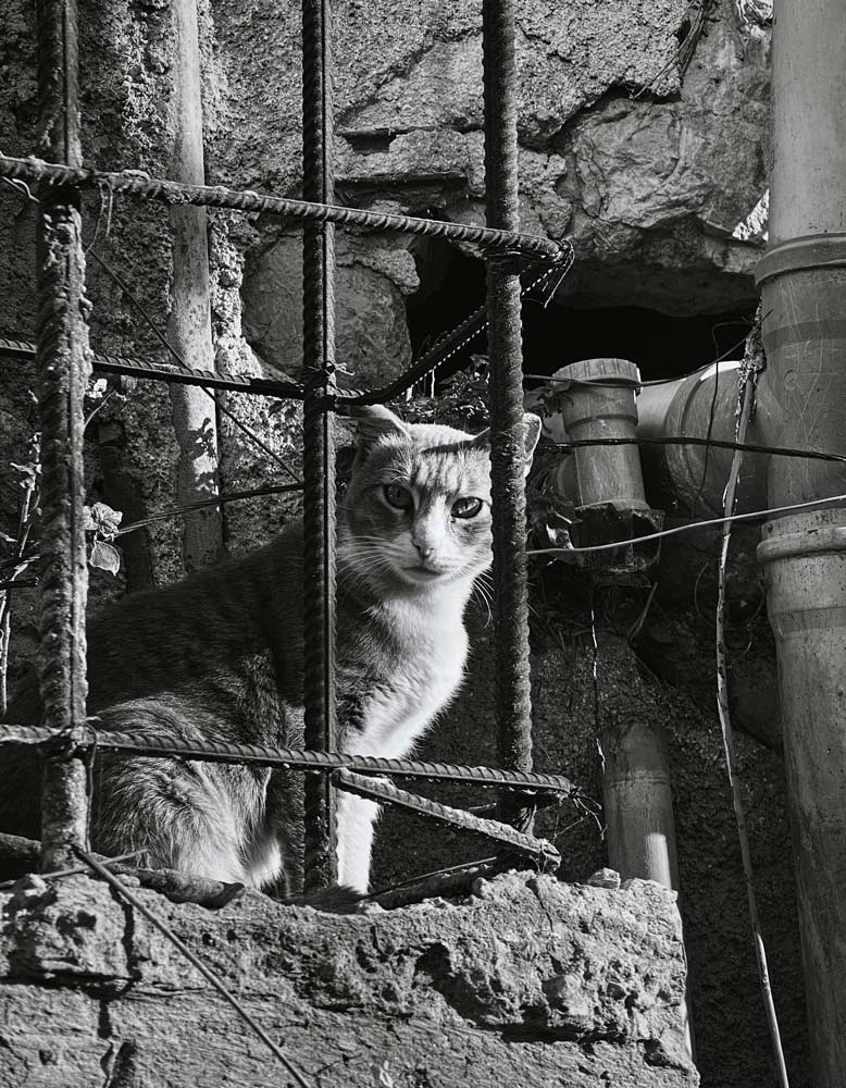 Cat looking out through a metal cage