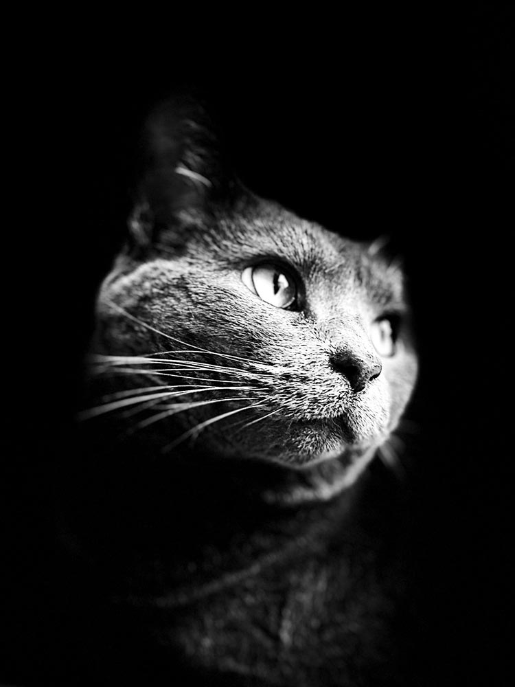 Solid black background with a cat looking off to the side