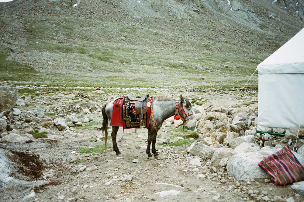 Donkey standing on gravel next to a white tent