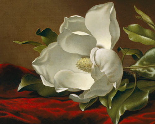 Image from Nature and Opulence: The Art of Martin Johnson Heade