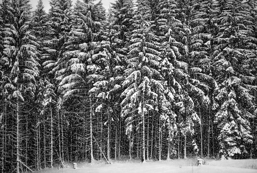 Robert Longo, Untitled (Snow Storm Forest)