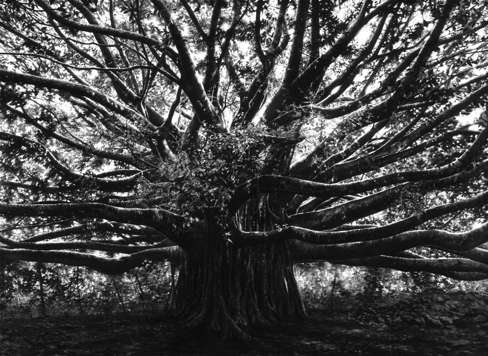 Robert Longo, Medusa (Banyan Tree, Homage to J. Mitchell and J. Pollock)