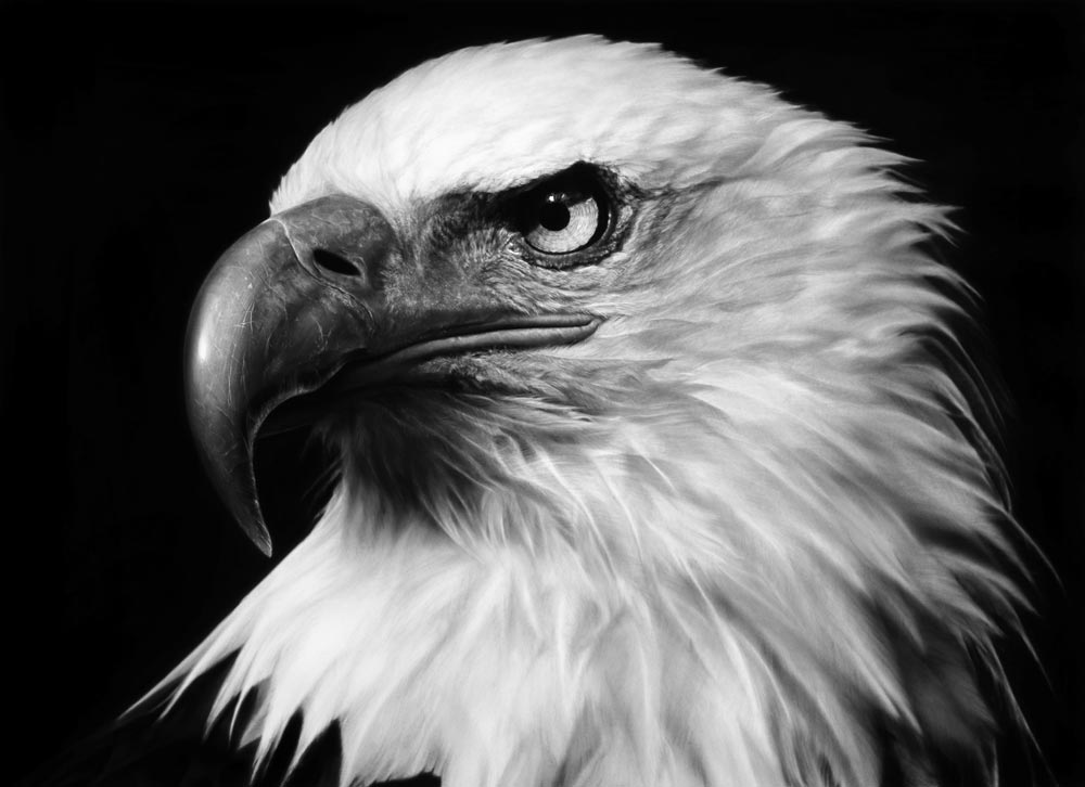 Robert Longo, Untitled (American Eagle 2017)