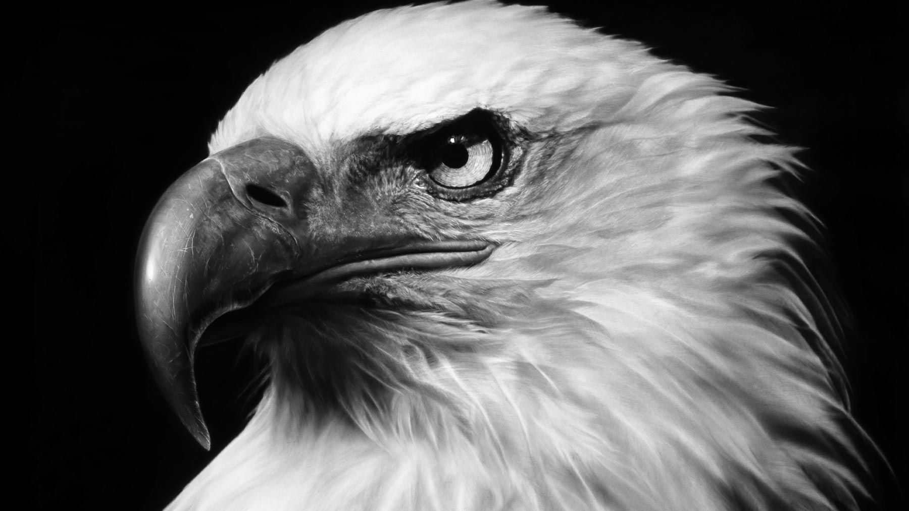 Robert Longo, Untitled (American Eagle 2017)