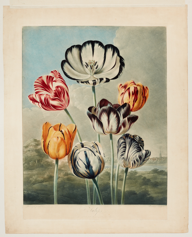 Tulips, from the Temple of Flora