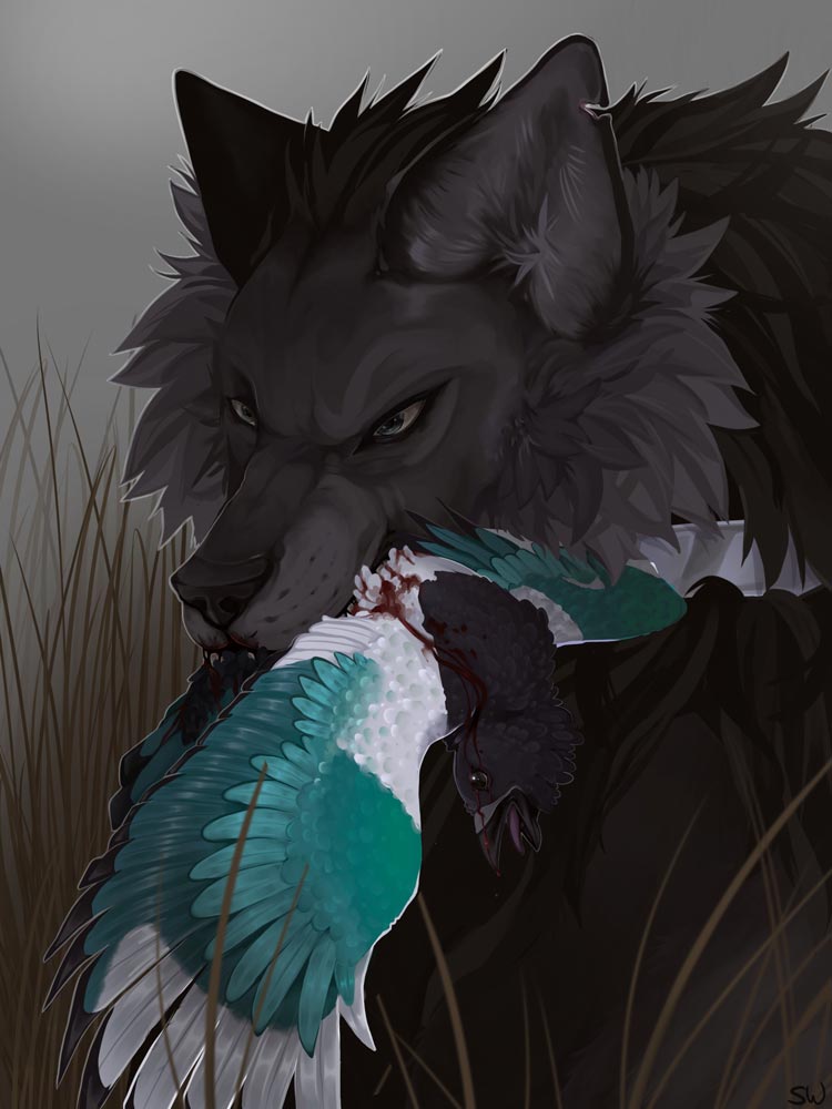 Black and gray wolf with a dead magpie hanging out of its mouth