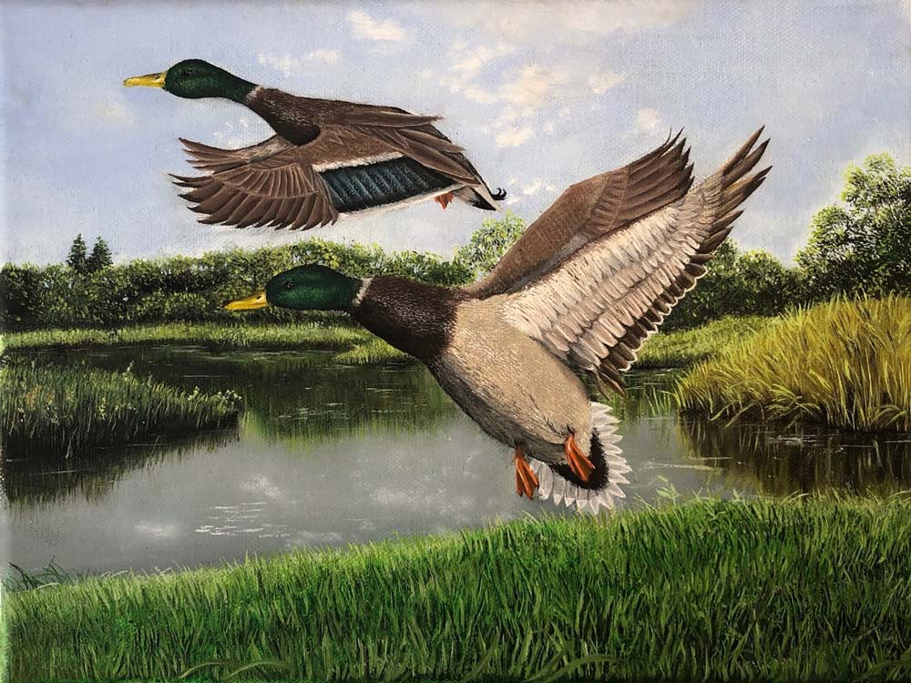 Two mallard ducks flying up front a grassy river bank