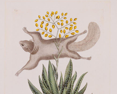 Image from Catesby, Audubon, and the Discovery of a New World


