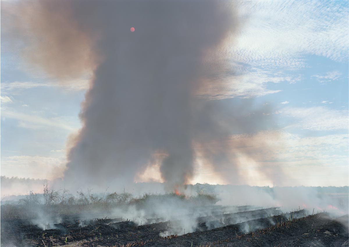 Sugar cane field smoking from being on fire